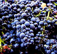 Laurel Bank Vineyard - Accommodation Brisbane