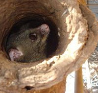 Mulga Sanctuary and Wildlife Park - Accommodation Brisbane