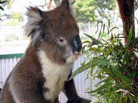 Glen-Forest Tourist Park - Accommodation Brisbane 0