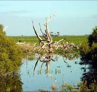 Bool Lagoon Game Reserve and Hacks Lagoon Conservation Park - Accommodation Brisbane