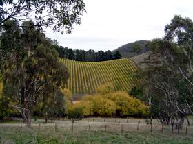 Mt Bera Vineyards - Accommodation Brisbane 0