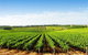 Aldinga Bay Winery - thumb 0