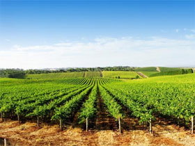 Aldinga Bay Winery - Accommodation Brisbane 0