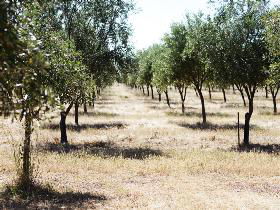 Talinga Grove Olive Oils - Accommodation Brisbane 0