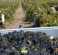 Rolf Binder Wines - Accommodation Brisbane