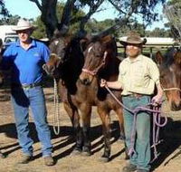 Coffin Bay Brumby Preservation Society Incorporated - Accommodation Brisbane