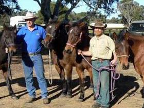 Coffin Bay Brumby Preservation Society Incorporated - Accommodation Brisbane 0