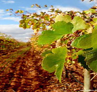 Mirabella Vineyards - Accommodation Brisbane