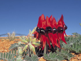 Alan Mclellan Lookout - Accommodation Brisbane 0