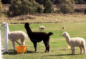 Maydena Country Cabins Accommodation & Alpaca Stud - Accommodation Brisbane 0