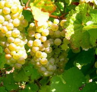 Winstead Vineyard - Accommodation Brisbane