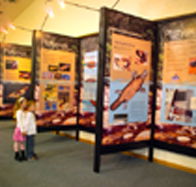 Platypus Experience - Accommodation Brisbane
