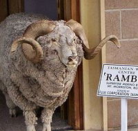 Tasmanian Wool Centre - Accommodation Brisbane