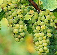 TP Vineyards - Accommodation Brisbane