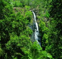 Kondalilla National Park - Accommodation Brisbane
