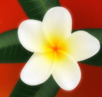 Well Retreat - Day Spa and Teahouse - Accommodation Brisbane