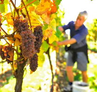 Native Point Wines - Accommodation Brisbane