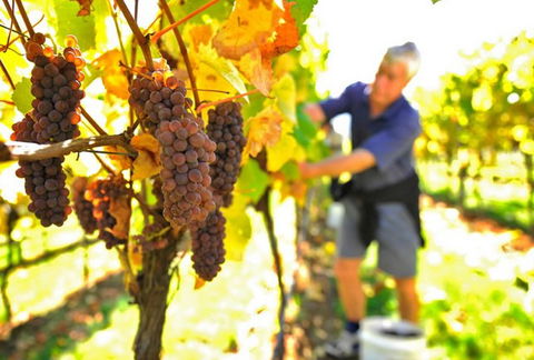 Native Point Wines - Accommodation Brisbane 0