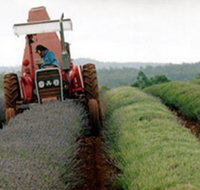 Bridestowe Lavender Farm - Accommodation Brisbane