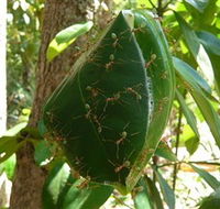 Greenant Creek Walk - Accommodation Brisbane