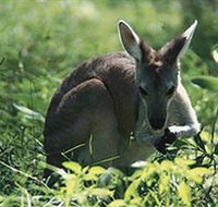 Tjaetaba Falls - Accommodation Brisbane