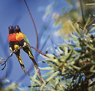 Wangi Falls Walk - Accommodation Brisbane