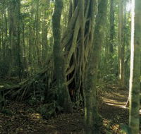 Lamington National Park Binna Burra Section - Accommodation Brisbane