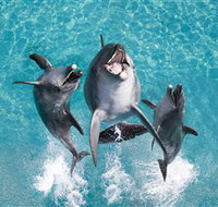 Sea World - Accommodation Brisbane