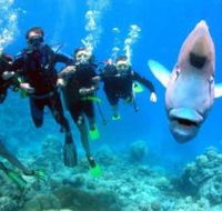 Jew Shoal Dive Site - Accommodation Brisbane