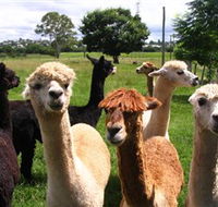 Banyandah Alpacas - Accommodation Brisbane