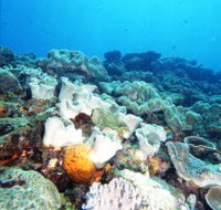 Mudjimba Old Woman Island Dive Site - Accommodation Brisbane