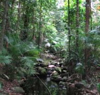 Mossman Gorge Rainforest Circuit Track Daintree National Park - Accommodation Brisbane