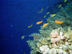 The Three Sisters Dive Site - Accommodation Brisbane 0