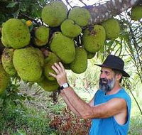 Cape Trib Exotic Fruit Farm - Accommodation Brisbane