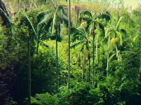 Fern Tree Pool And Giant's Chair Circuit - Accommodation Brisbane 0