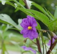 Alpha Native Flower Garden - Accommodation Brisbane