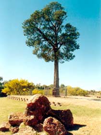 Robbers Tree - Accommodation Brisbane 0