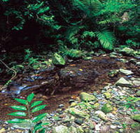 Wompoo Walk - Accommodation Brisbane