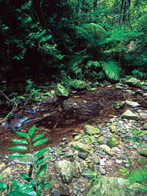 Wompoo Walk - Accommodation Brisbane 0