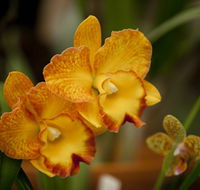 Queens Park - Orchid House - Accommodation Brisbane