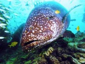 Lady Musgrave Island Dive Sites - Accommodation Brisbane 0