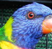 Fraser Coast Wildlife Sanctuary - Accommodation Brisbane