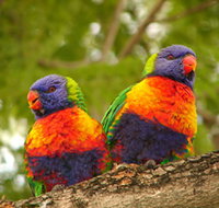 Blue Mountain Park - Accommodation Brisbane