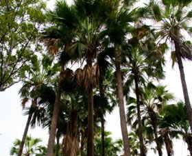 Palm Tree Creek - Accommodation Brisbane 0