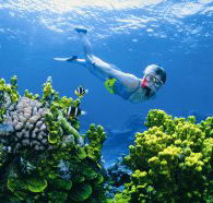 Wheeler Reef Dive Site - Accommodation Brisbane