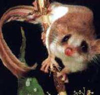 Carrowong Fauna Sanctuary - Accommodation Brisbane