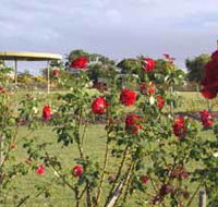 Elizabeth Park Rose Gardens - Accommodation Brisbane