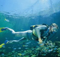 Manta Ray Bommie Dive Site - Accommodation Brisbane