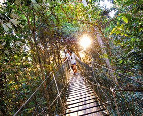 Tree Top Walkway - Accommodation Brisbane 0