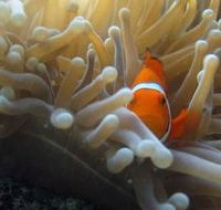 Flat Rock Dive Site - Accommodation Brisbane
